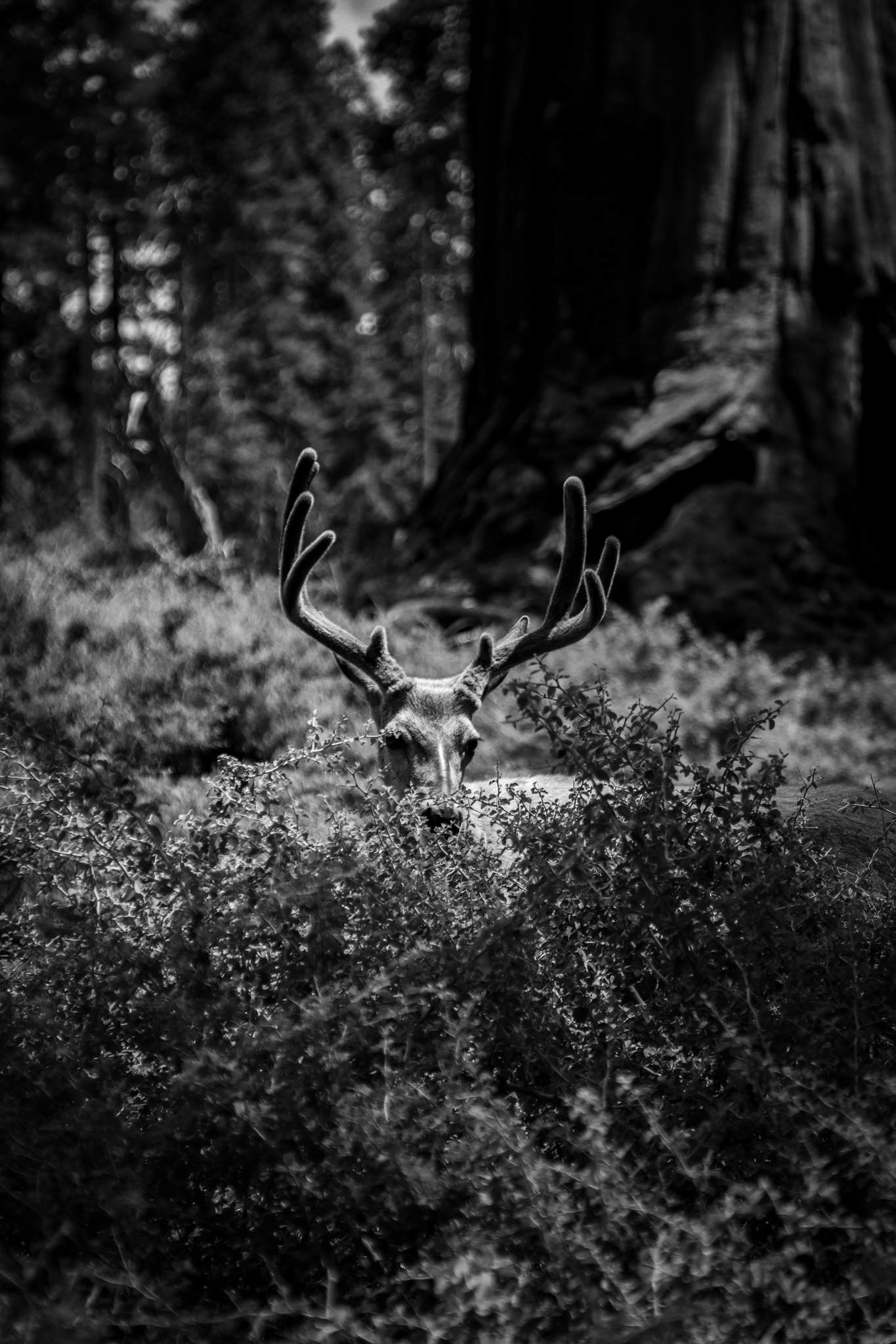 description of image 4